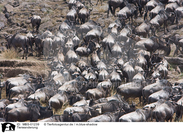 Tierwanderung / animal migration / MBS-01239