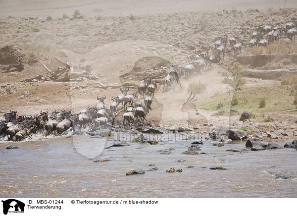 Tierwanderung / animal migration / MBS-01244