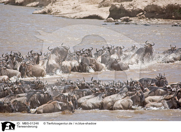 Tierwanderung / animal migration / MBS-01246