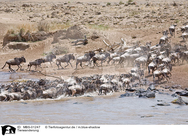 Tierwanderung / animal migration / MBS-01247
