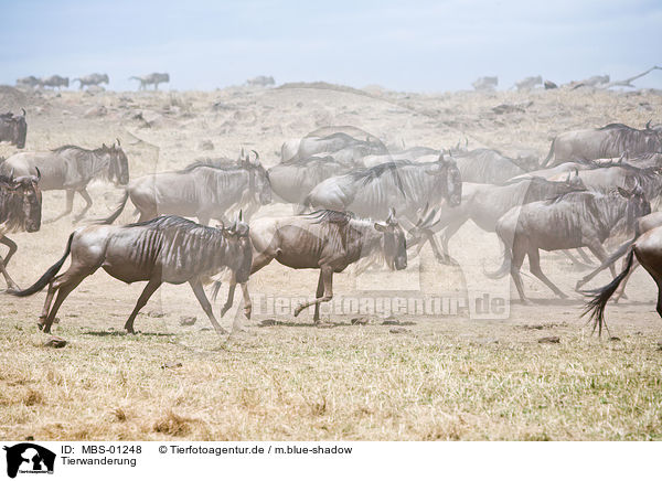 Tierwanderung / animal migration / MBS-01248