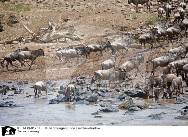 Tierwanderung / animal migration / MBS-01257