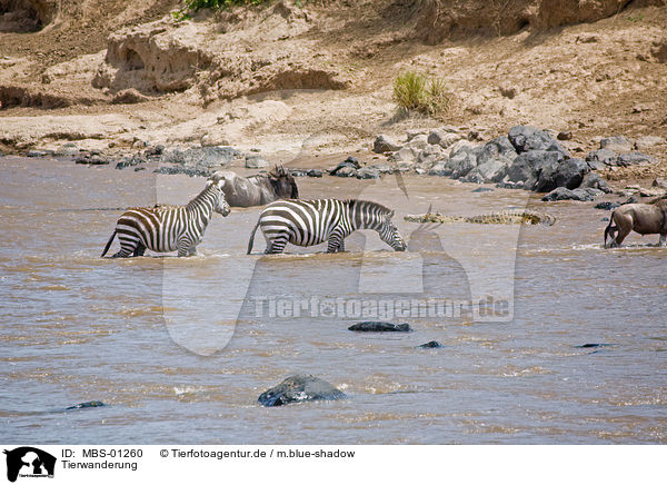 Tierwanderung / animal migration / MBS-01260