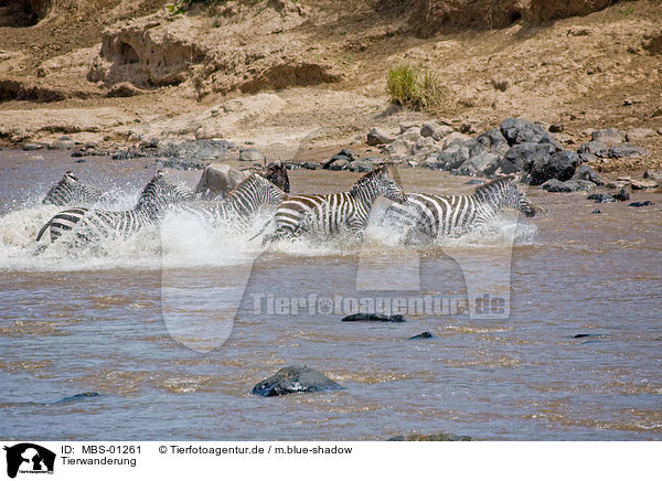 Tierwanderung / animal migration / MBS-01261