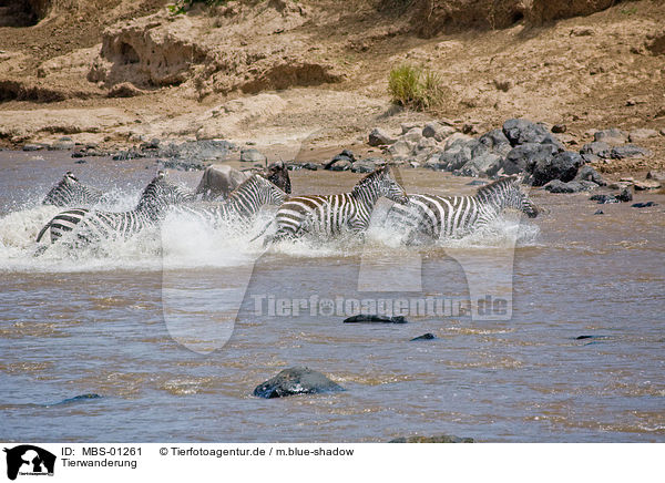 Tierwanderung / animal migration / MBS-01261