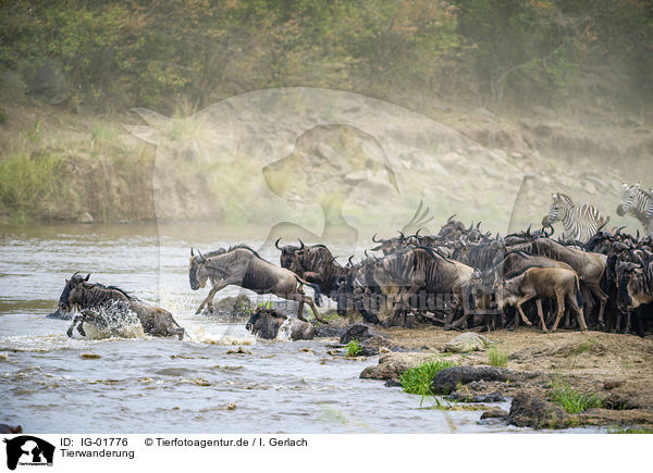 Tierwanderung / Animal Migration / IG-01776