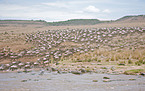 Tierwanderung