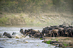 Tierwanderung