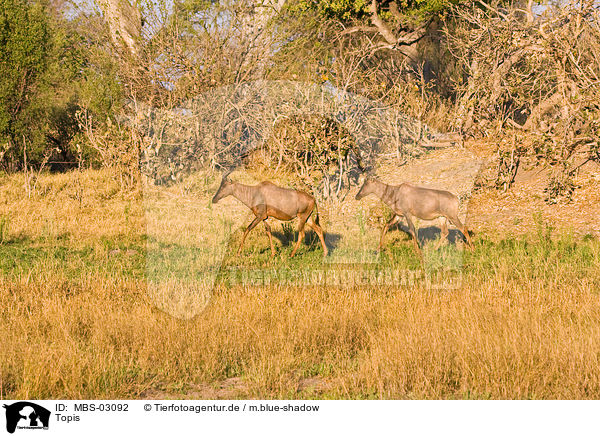Topis / common tsessebes / MBS-03092