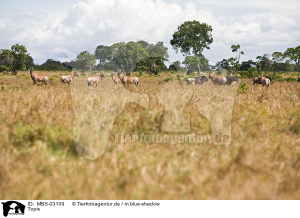 Topis / common tsessebes / MBS-03109