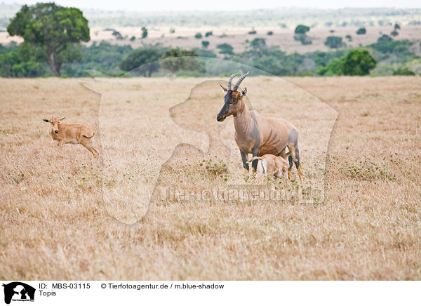 Topis / common tsessebes / MBS-03115