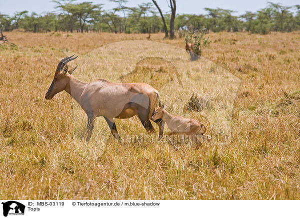 Topis / common tsessebes / MBS-03119