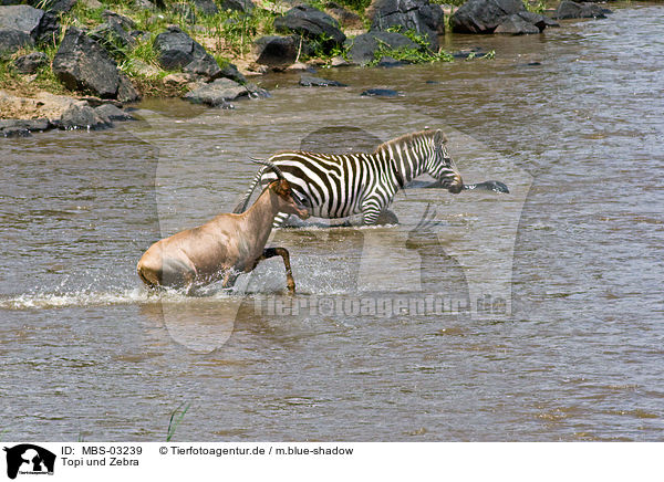 Topi und Zebra / common tsessebe and zebra / MBS-03239