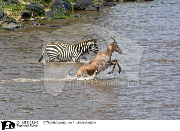 Topi und Zebra / common tsessebe and zebra / MBS-03240