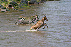 Topi und Zebra