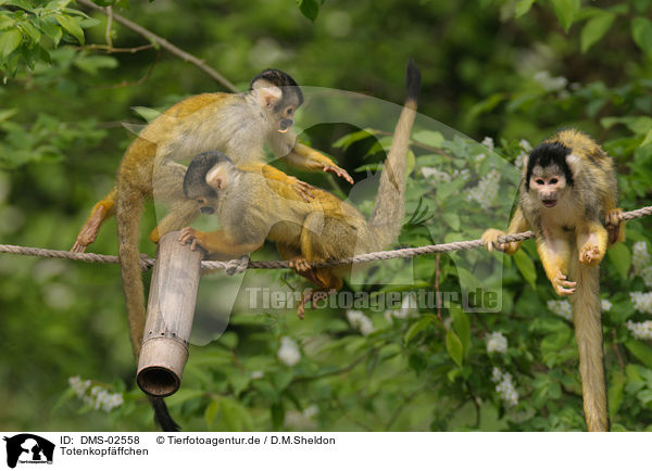 Totenkopfffchen / squirrel monkeys / DMS-02558