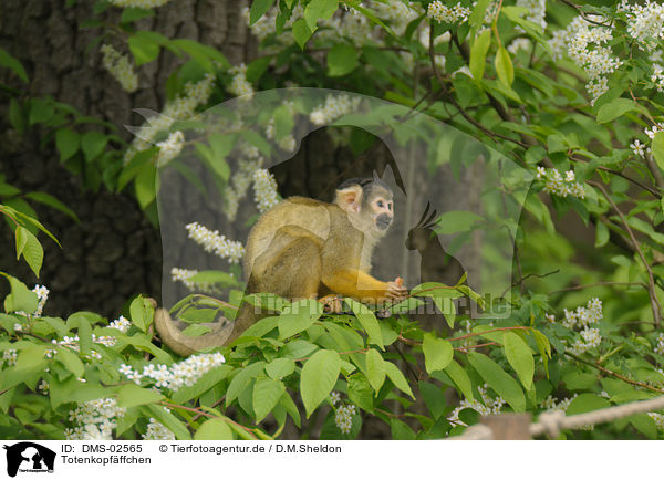Totenkopfffchen / squirrel monkey / DMS-02565