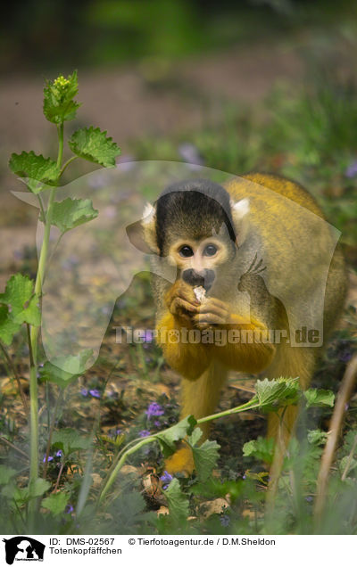 Totenkopfffchen / squirrel monkey / DMS-02567