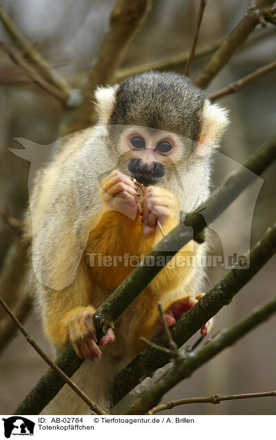 Totenkopf�ffchen / squirrel monkey / AB-02764