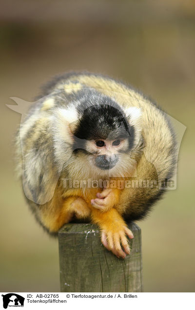 Totenkopfffchen / squirrel monkey / AB-02765