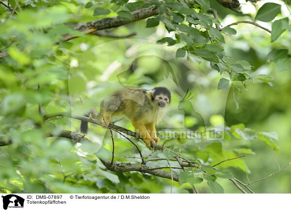 Totenkopf�ffchen / squirrel monkey / DMS-07897