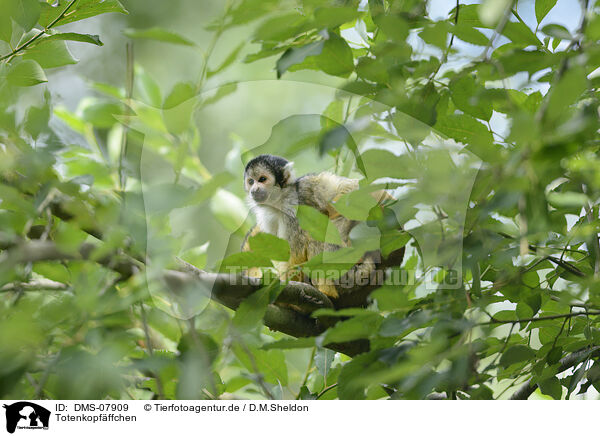 Totenkopfffchen / squirrel monkey / DMS-07909