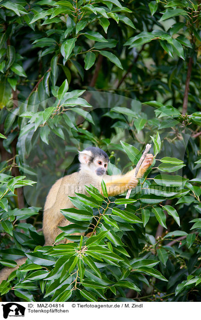 Totenkopfffchen / squirrel monkey / MAZ-04814