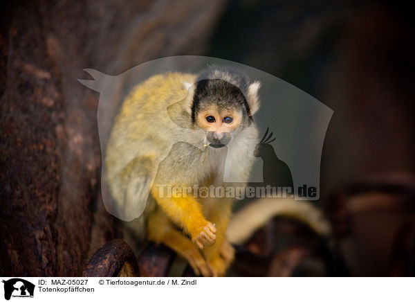 Totenkopfffchen / squirrel monkey / MAZ-05027
