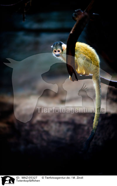 Totenkopfffchen / squirrel monkey / MAZ-05327
