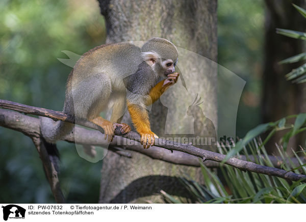 sitzendes Totenkopfffchen / sitting squirrel monkey / PW-07632