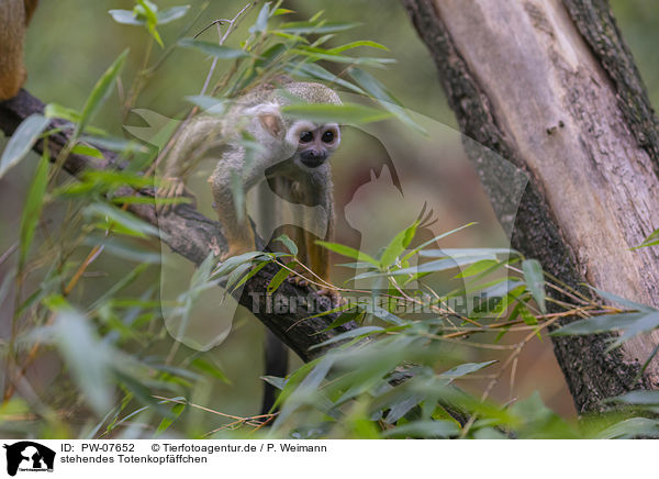 stehendes Totenkopfffchen / standing squirrel monkey / PW-07652