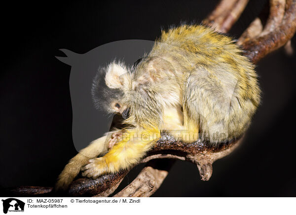 Totenkopfffchen / squirrel monkey / MAZ-05987