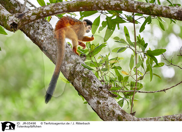 Totenkopfffchen / squirrel monkey / JR-05496
