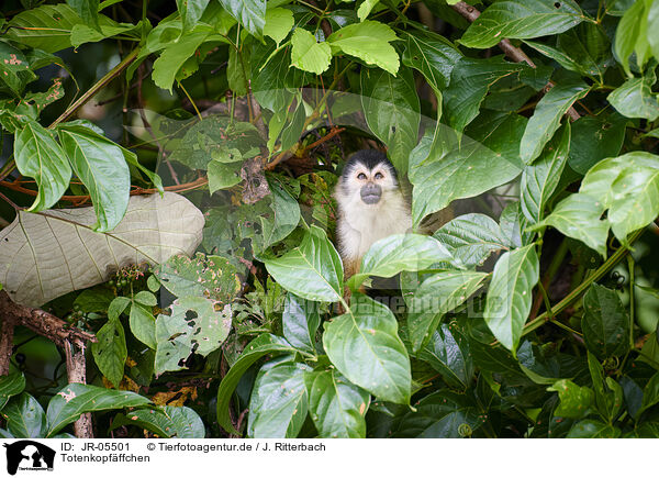 Totenkopfffchen / squirrel monkey / JR-05501