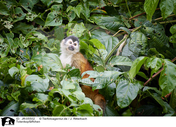 Totenkopfffchen / squirrel monkey / JR-05502