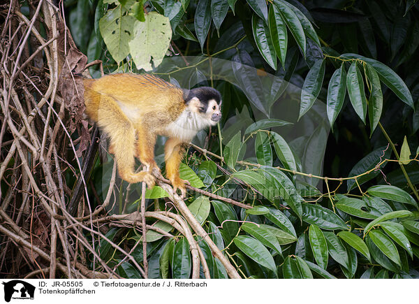 Totenkopfffchen / squirrel monkey / JR-05505