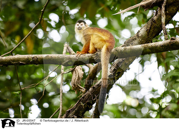 Totenkopfffchen / squirrel monkey / JR-05547