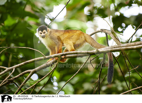 Totenkopfffchen / squirrel monkey / JR-05549