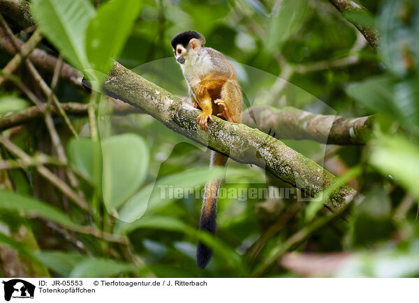 Totenkopfffchen / squirrel monkey / JR-05553