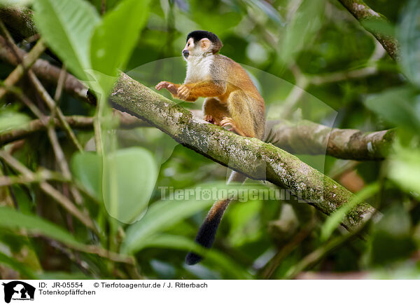 Totenkopfffchen / squirrel monkey / JR-05554