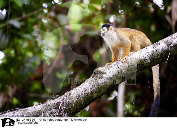Totenkopfffchen / squirrel monkey / JR-05556