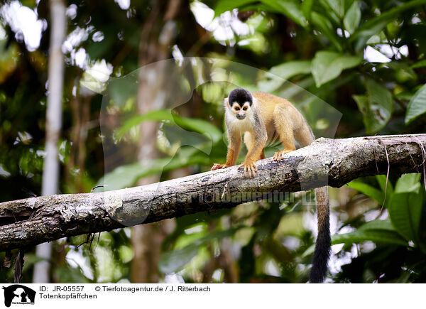 Totenkopfffchen / squirrel monkey / JR-05557