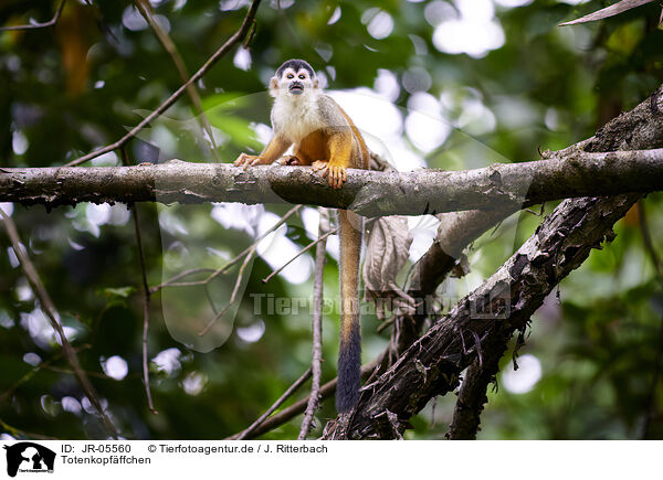 Totenkopfffchen / squirrel monkey / JR-05560