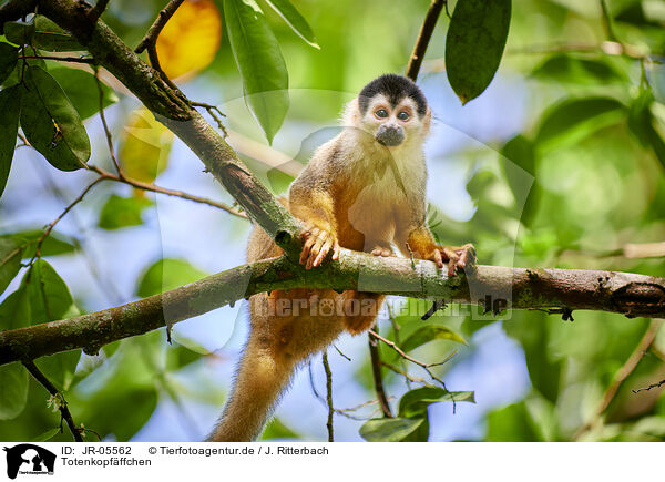 Totenkopfffchen / squirrel monkey / JR-05562