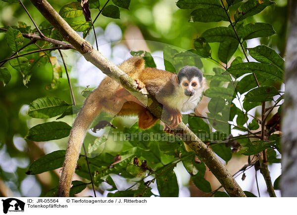 Totenkopfffchen / squirrel monkey / JR-05564