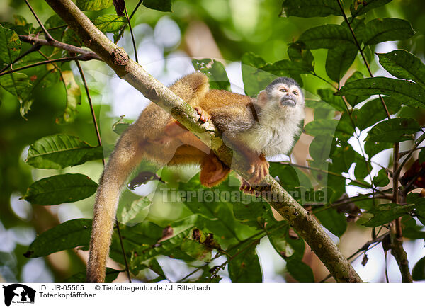 Totenkopfffchen / squirrel monkey / JR-05565