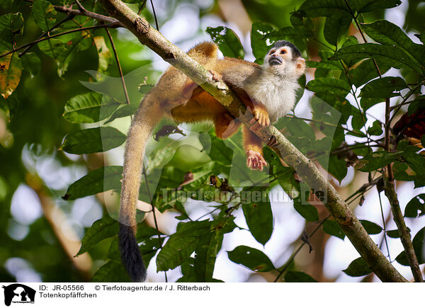 Totenkopfffchen / squirrel monkey / JR-05566