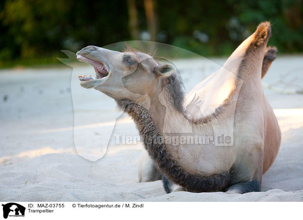 Trampeltier / Bactrian camel / MAZ-03755