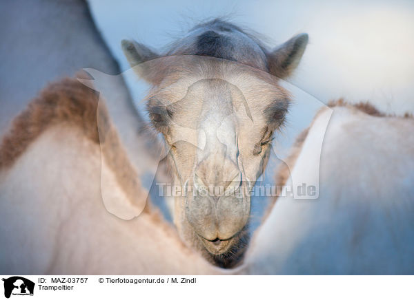 Trampeltier / Bactrian camel / MAZ-03757