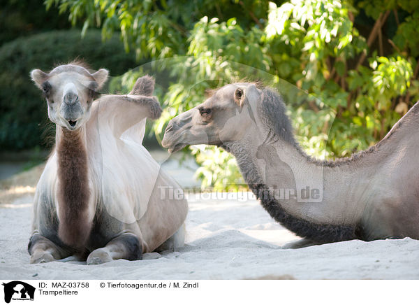 Trampeltiere / Bactrian camels / MAZ-03758